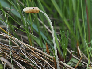  ( - FDS-CA-05007)  @11 [ ] by (2024) Justin Paulin Fungal Diversity Survey