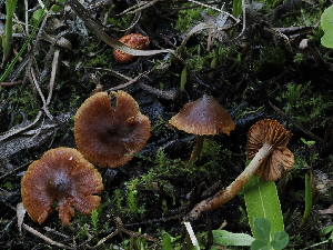  ( - FDS-CA-05010)  @11 [ ] by (2024) Justin Paulin Fungal Diversity Survey