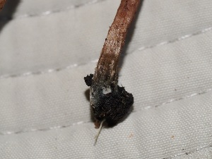  ( - FDS-CA-05011)  @11 [ ] by (2024) Justin Paulin Fungal Diversity Survey