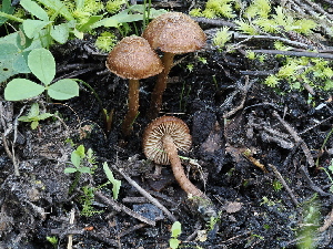  ( - FDS-CA-05011)  @11 [ ] by (2024) Justin Paulin Fungal Diversity Survey