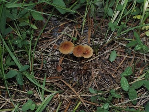  ( - FDS-CA-05013)  @11 [ ] by (2024) Justin Paulin Fungal Diversity Survey