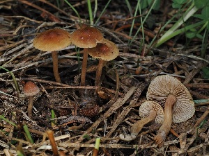  (Inocybe sp. nematoloma-OR01 - FDS-CA-05013)  @11 [ ] by (2024) Justin Paulin Fungal Diversity Survey