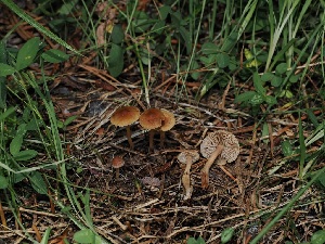  ( - FDS-CA-05013)  @11 [ ] by (2024) Justin Paulin Fungal Diversity Survey