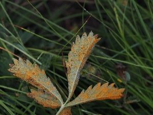  ( - FDS-CA-05017)  @11 [ ] by (2024) Justin Paulin Fungal Diversity Survey