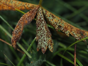  ( - FDS-CA-05017)  @11 [ ] by (2024) Justin Paulin Fungal Diversity Survey