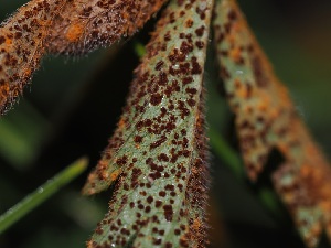  ( - FDS-CA-05017)  @11 [ ] by (2024) Justin Paulin Fungal Diversity Survey