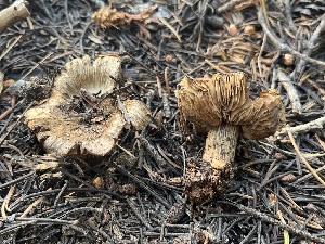  (Inocybe vidarii - FDS-CA-04890)  @11 [ ] by-nc (2024) Dean Lyons Fungal Diversity Survey