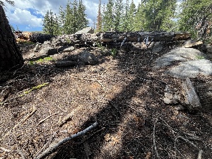  ( - FDS-CA-04890)  @11 [ ] by-nc (2024) Dean Lyons Fungal Diversity Survey