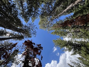  ( - FDS-CA-04890)  @11 [ ] by-nc (2024) Dean Lyons Fungal Diversity Survey