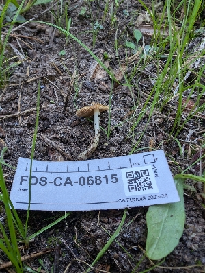  ( - FDS-CA-06815)  @11 [ ] by-nc (2024) Stu Pickell Fungal Diversity Survey