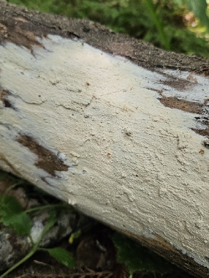  (Hypochnicium sp. CA01 - FDS-CA-05148)  @11 [ ] by (2024) Mandy Hackney Fungal Diversity Survey