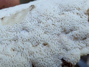 (Antrodia sp. CA02 - FDS-CA-06824)  @11 [ ] by-nc (2024) Stu Pickell Fungal Diversity Survey