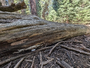  ( - FDS-CA-06824)  @11 [ ] by-nc (2024) Stu Pickell Fungal Diversity Survey
