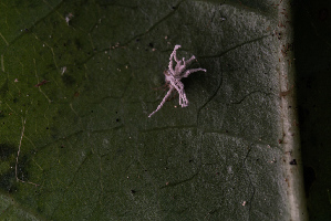  (Gibellula sp. CA02 - FDS-CA-05403)  @11 [ ] by-nc (2024) Unspecified Fungal Diversity Survey