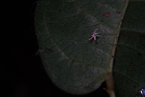 ( - FDS-CA-05403)  @11 [ ] by-nc (2024) Unspecified Fungal Diversity Survey