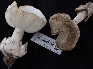  ( - FDS-CA-02444)  @11 [ ] by-nc (2024) Jaren Hockert Fungal Diversity Survey