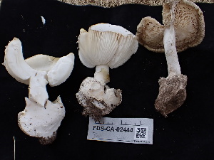  ( - FDS-CA-02444)  @11 [ ] by-nc (2024) Jaren Hockert Fungal Diversity Survey