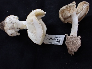  ( - FDS-CA-02444)  @11 [ ] by-nc (2024) Jaren Hockert Fungal Diversity Survey