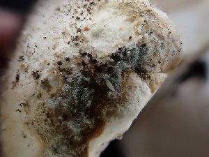  ( - FDS-CA-02445)  @11 [ ] by-nc (2024) Jaren Hockert Fungal Diversity Survey