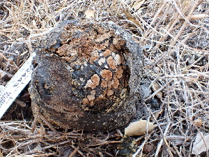  ( - FDS-CA-02443)  @11 [ ] by-nc (2024) Jaren Hockert Fungal Diversity Survey