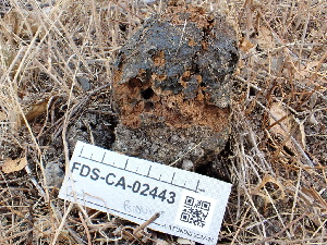  ( - FDS-CA-02443)  @11 [ ] by-nc (2024) Jaren Hockert Fungal Diversity Survey