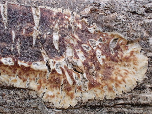  ( - FDS-CA-02442)  @11 [ ] by-nc (2024) Jaren Hockert Fungal Diversity Survey