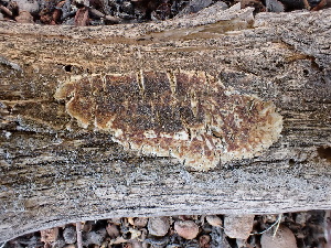  ( - FDS-CA-02442)  @11 [ ] by-nc (2024) Jaren Hockert Fungal Diversity Survey