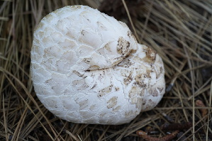  ( - FDS-CA-05397)  @11 [ ] by-nc (2024) Unspecified Fungal Diversity Survey