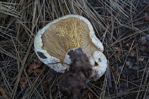 ( - FDS-CA-05397)  @11 [ ] by-nc (2024) Unspecified Fungal Diversity Survey