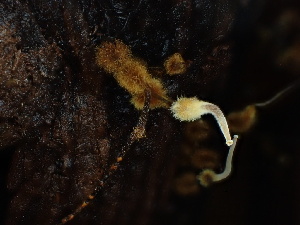  ( - FDS-CA-04939)  @11 [ ] c (2024) Rudy Diaz Fungal Diversity Survey