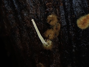  ( - FDS-CA-04939)  @11 [ ] c (2024) Rudy Diaz Fungal Diversity Survey