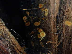  (Xeromphalina campanella - FDS-CA-04939)  @11 [ ] c (2024) Rudy Diaz Fungal Diversity Survey