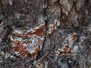  ( - FDS-CA-05947)  @11 [ ] by-nc (2024) Fresno Mycology Society Fungal Diversity Survey