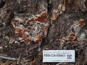  ( - FDS-CA-05947)  @11 [ ] by-nc (2024) Fresno Mycology Society Fungal Diversity Survey