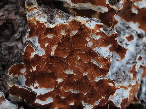  ( - FDS-CA-05947)  @11 [ ] by-nc (2024) Fresno Mycology Society Fungal Diversity Survey