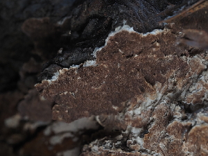  ( - FDS-CA-05948)  @11 [ ] by-nc (2024) Fresno Mycology Society Fungal Diversity Survey