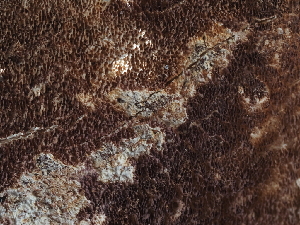  ( - FDS-CA-05948)  @11 [ ] by-nc (2024) Fresno Mycology Society Fungal Diversity Survey