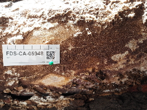  ( - FDS-CA-05948)  @11 [ ] by-nc (2024) Fresno Mycology Society Fungal Diversity Survey