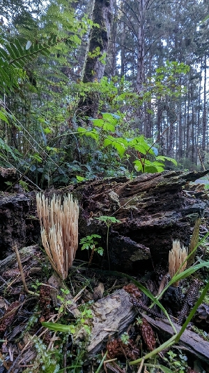  ( - HAY-F-001495)  @11 [ ] c (2023) Michelle C. Torres-Grant Fungal Diversity Survey
