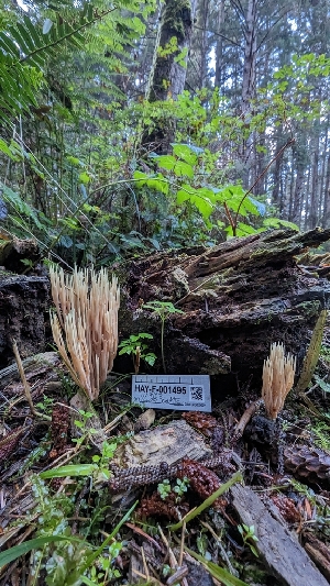  ( - HAY-F-001495)  @11 [ ] c (2023) Michelle C. Torres-Grant Fungal Diversity Survey