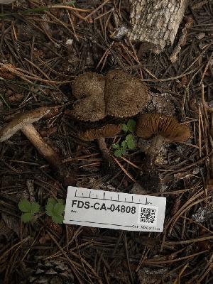  ( - FDS-CA-04808)  @11 [ ] by-nc (2024) Dean Lyons Fungal Diversity Survey