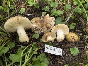  ( - FDS-CA-04887)  @11 [ ] by-nc (2024) Dean Lyons Fungal Diversity Survey