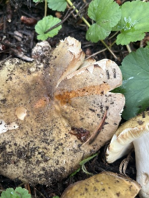  ( - FDS-CA-04887)  @11 [ ] by-nc (2024) Dean Lyons Fungal Diversity Survey