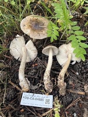  ( - FDS-CA-04885)  @11 [ ] by-nc (2024) Dean Lyons Fungal Diversity Survey