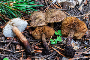  ( - FDS-CA-04808)  @11 [ ] by-nc (2024) Dean Lyons Fungal Diversity Survey