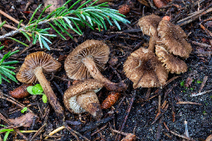  (Inocybe sp. CA66 - FDS-CA-04810)  @11 [ ] by-nc (2024) Dean Lyons Fungal Diversity Survey