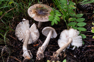  (Amanita sp. jakeslandingensis - FDS-CA-04885)  @11 [ ] by-nc (2024) Dean Lyons Fungal Diversity Survey