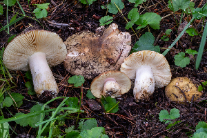  ( - FDS-CA-04887)  @11 [ ] by-nc (2024) Dean Lyons Fungal Diversity Survey