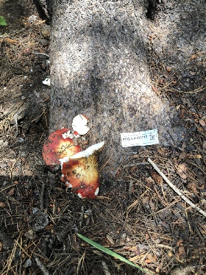  (Russula emetica - FDS-CA-06717)  @11 [ ] by (2024) Justin Paulin Fungal Diversity Survey