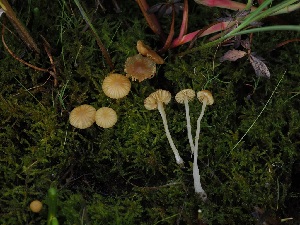  (Galerina sp. CA04 - FDS-CA-05019)  @11 [ ] by (2024) Justin Paulin Fungal Diversity Survey
